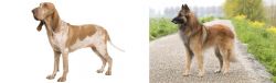 Bracco Italiano vs Belgian Shepherd Dog (Tervuren) - Breed Comparison