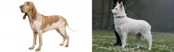 Bracco Italiano vs Berger Blanc Suisse - Breed Comparison