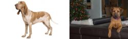 Bracco Italiano vs Black Mouth Cur - Breed Comparison