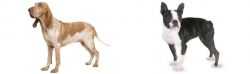 Bracco Italiano vs Boston Terrier - Breed Comparison