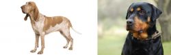 Bracco Italiano vs Rottweiler - Breed Comparison
