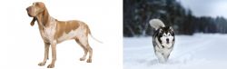 Bracco Italiano vs Siberian Husky - Breed Comparison