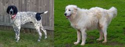 Braque d'Auvergne vs Abruzzenhund - Breed Comparison
