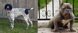 Braque d'Auvergne vs American Bully - Breed Comparison