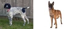 Braque d'Auvergne vs Belgian Shepherd Dog (Malinois) - Breed Comparison