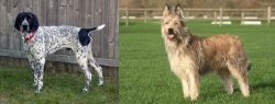 Braque d'Auvergne vs Berger Picard - Breed Comparison