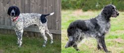 Braque d'Auvergne vs Blue Picardy Spaniel - Breed Comparison