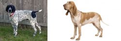 Braque d'Auvergne vs Bracco Italiano - Breed Comparison