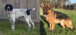 Braque d'Auvergne vs German Shepherd - Breed Comparison
