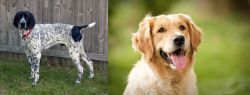 Braque d'Auvergne vs Golden Retriever - Breed Comparison