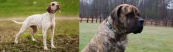Braque du Bourbonnais vs American Mastiff - Breed Comparison