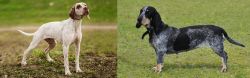 Braque du Bourbonnais vs Basset Bleu de Gascogne - Breed Comparison