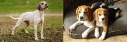 Braque du Bourbonnais vs Beagle - Breed Comparison
