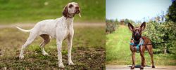 Braque du Bourbonnais vs Bospin - Breed Comparison