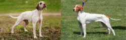 Braque du Bourbonnais vs Braque Saint-Germain - Breed Comparison