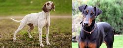 Braque du Bourbonnais vs Doberman Pinscher - Breed Comparison