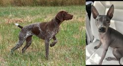 Braque Francais vs American Hairless Terrier - Breed Comparison