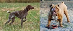 Braque Francais vs Australian Bulldog - Breed Comparison