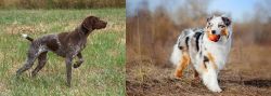 Braque Francais vs Australian Shepherd - Breed Comparison
