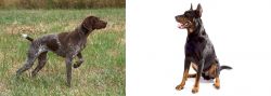 Braque Francais vs Beauceron - Breed Comparison