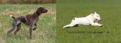 Braque Francais vs Bull Terrier - Breed Comparison