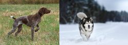 Braque Francais vs Siberian Husky - Breed Comparison