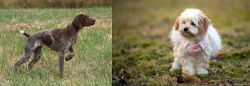 Braque Francais vs West Highland White Terrier - Breed Comparison