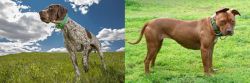 Braque Francais (Pyrenean Type) vs American Pit Bull Terrier - Breed Comparison
