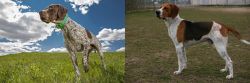 Braque Francais (Pyrenean Type) vs Anglo-Francais de Petite Venerie - Breed Comparison