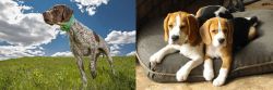 Braque Francais (Pyrenean Type) vs Beagle - Breed Comparison