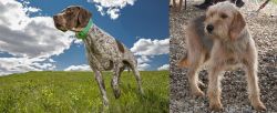 Braque Francais (Pyrenean Type) vs Bosnian Coarse-Haired Hound - Breed Comparison