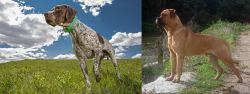 Braque Francais (Pyrenean Type) vs Bullmastiff - Breed Comparison