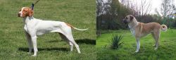 Braque Saint-Germain vs Anatolian Shepherd - Breed Comparison