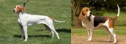 Braque Saint-Germain vs Artois Hound - Breed Comparison
