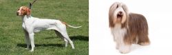 Braque Saint-Germain vs Bearded Collie - Breed Comparison