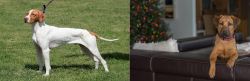 Braque Saint-Germain vs Black Mouth Cur - Breed Comparison