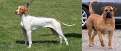 Braque Saint-Germain vs Boerboel - Breed Comparison