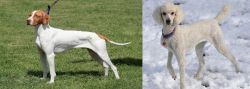 Braque Saint-Germain vs Poodle - Breed Comparison