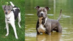 Brazilian Terrier vs American Staffordshire Terrier - Breed Comparison