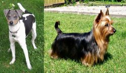 Brazilian Terrier vs Australian Silky Terrier - Breed Comparison