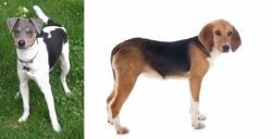 Brazilian Terrier vs Beagle-Harrier - Breed Comparison