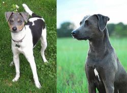 Brazilian Terrier vs Blue Lacy - Breed Comparison