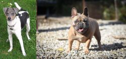 Brazilian Terrier vs French Bulldog - Breed Comparison