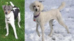 Brazilian Terrier vs Poodle - Breed Comparison