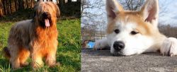 Briard vs Akita - Breed Comparison