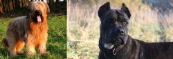Briard vs Alano Espanol - Breed Comparison