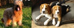 Briard vs Beagle - Breed Comparison