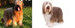 Briard vs Bearded Collie - Breed Comparison