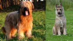 Briard vs Belgian Shepherd Dog (Laekenois) - Breed Comparison