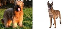 Briard vs Belgian Shepherd Dog (Malinois) - Breed Comparison